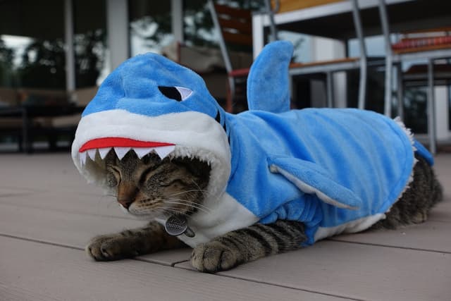 cat shark